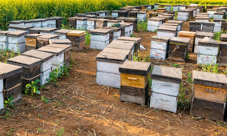 Lancement de nouveaux projets à Jerada pour renforcer les filières du miel et des arbres fruitiers
