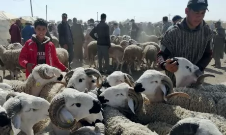 Tanger : interdiction de  la grillade des têtes de moutons dans les rues et les ruelles de la ville