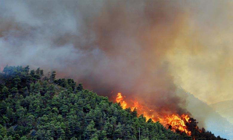 En trois jours de canicule, quelque 1.200 hectares de forêt partent en fumée