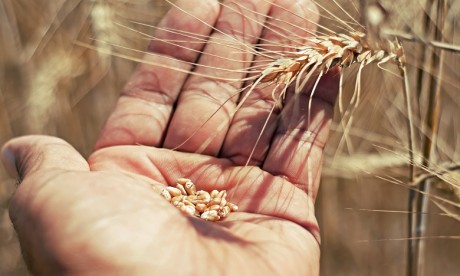 Maroc: Très bonne récolte céréalière 2020-2021