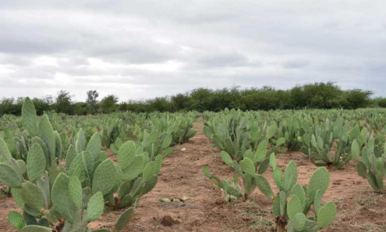 Lancement d’une opération  de plantation de 48.000 ha  de cactus résistant à la cochenille