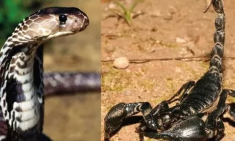 Le ministère de la Santé met en garde contre les piqûres de scorpions  et morsures de serpents