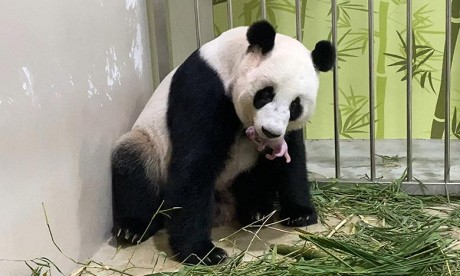Insémination artificielle: un panda est né au zoo de Singapour