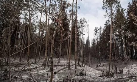 La forêt de «Jbel Sougna» en phase  de renaître de ses cendres