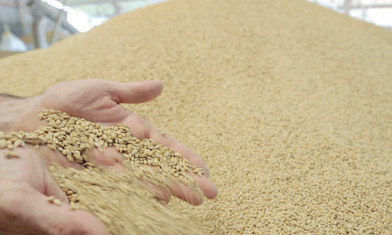 Céréales et légumineuses :  Dématérialisation des procédures d’importation