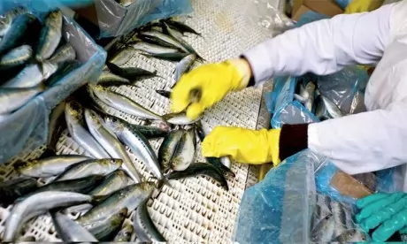  Les industriels de la conserve de poisson appellent à un sauvetage de leur activité