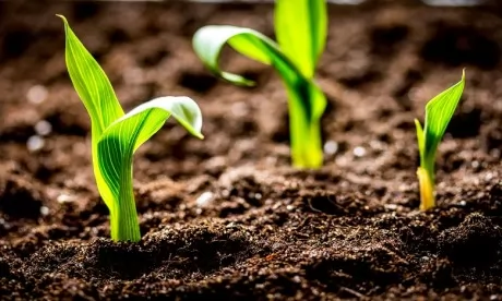 Les systèmes agroalimentaires mondiaux doivent se préparer à de nouveaux "chocs", selon la FAO