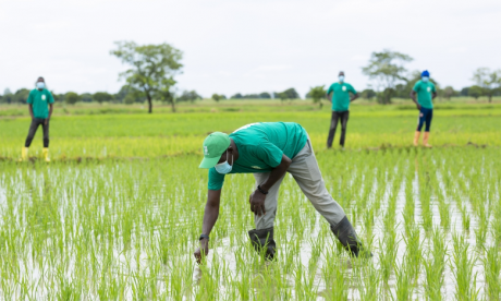 FAO : Les systèmes agroalimentaires mondiaux doivent se préparer à de nouveaux «chocs»