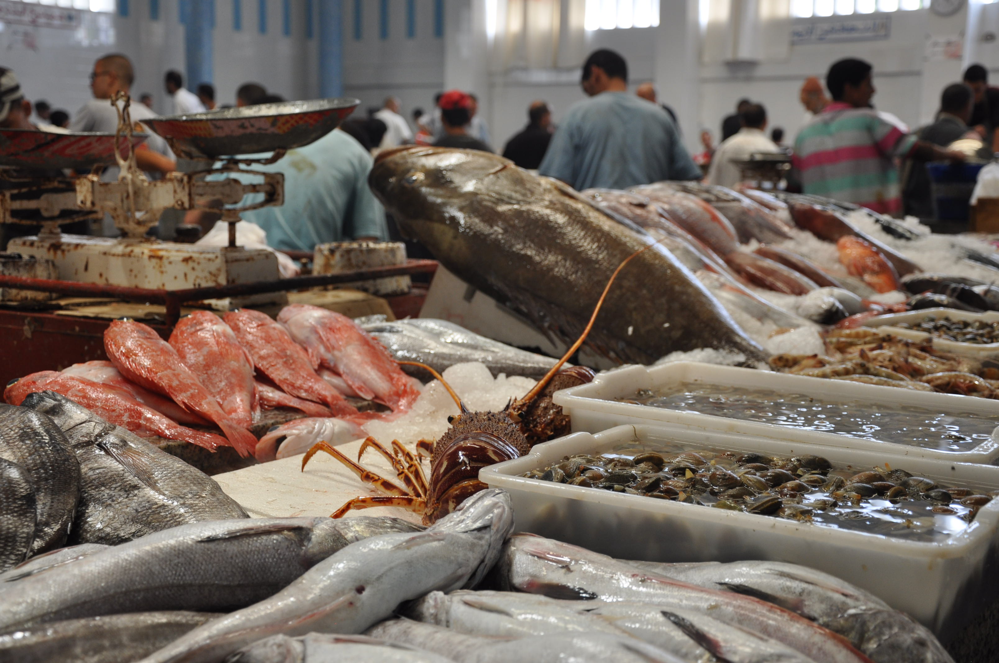 Avec plus de 700.000 emplois et une production annuelle d’environ 1,4 million de tonnes, le secteur de la pêche occupe une place très importante dans l’économie du pays.