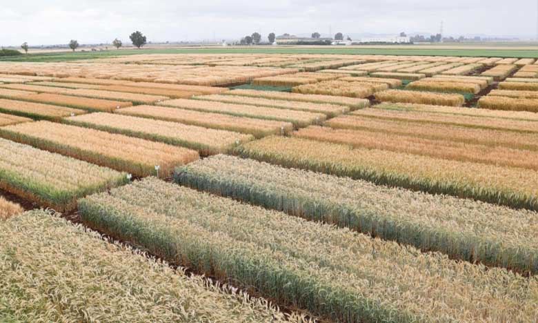 Céréaliculture : plus de 656.000 ha programmée dans la région de Fès-Meknès