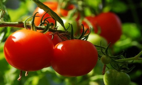 Tomates, pêches et nectarines : la production de l’UE va diminuer d’ici 2031, une aubaine pour le Maroc