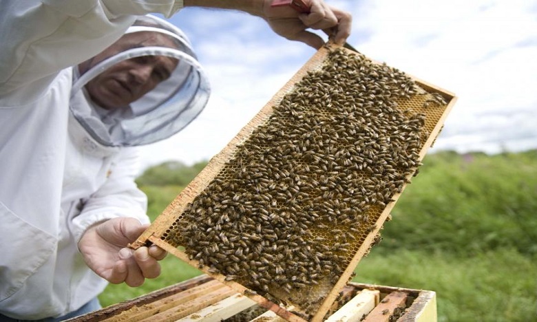 Disparition des colonies d'abeilles: 130 MDH pour la reconstruction des ruches infectées
