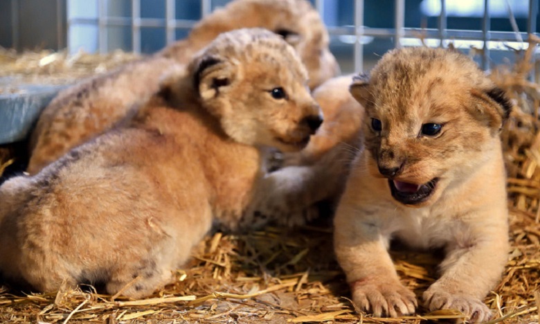 Jardin Zoologique de Rabat: 5 lionceaux de l'Atlas présentés au public dès février 