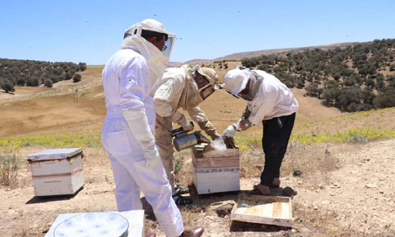 L'hypothèse d'une quelconque maladie des abeilles écartée (ONSSA)  