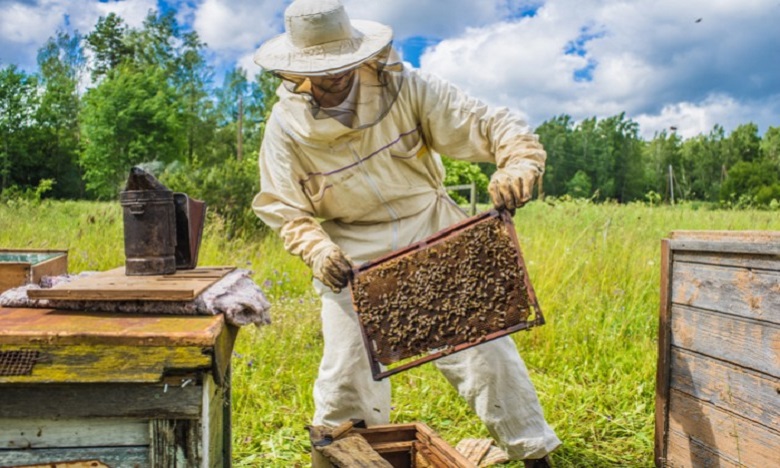 Disparition des abeilles: L'ONSSA approfondit les investigations
