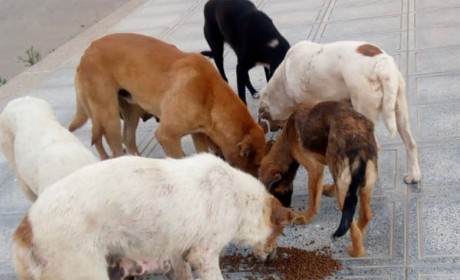 Gestion des chiens errants : Une jeune Marocaine défend la méthode TNVR  