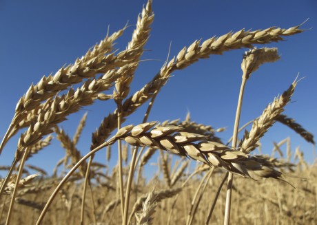 La BAD prépare un plan d’un milliard de dollars pour stimuler la production du blé en Afrique