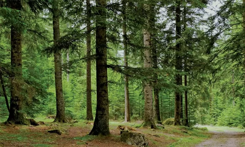 Forêts : 3.423 hectares de terres en dégradation à restaurer avec l’appui des acteurs locaux