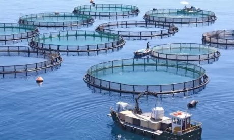 Sadiki expose le bilan du Plan Halieutis et annonce 260 projets en aquaculture