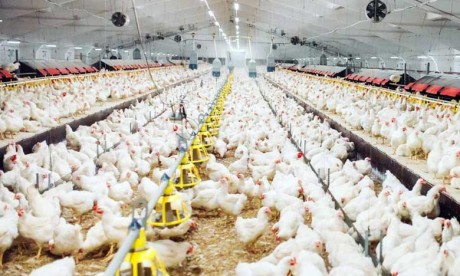 Production de poulet : La Covid-19 et la faiblesse de l'offre de poussins affectent la filière