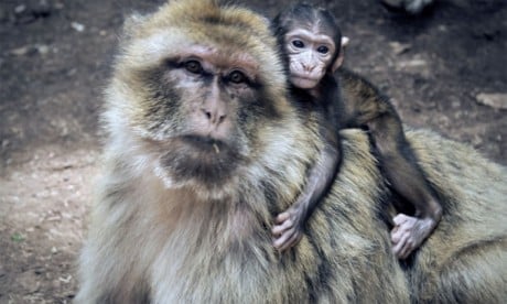 Ce qu’il faut savoir sur la variole du singe   