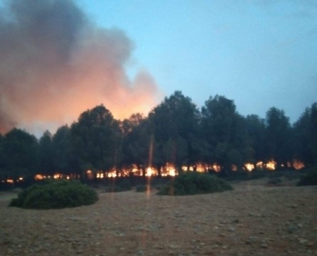 Le vent chaud et la chaleur à l'origine du feu de forêt à Taza