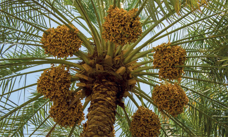Errachidia: Plus de 1,43 milliard de DH pour le développement de la filière du palmier dattier