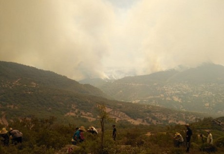Des feux de forêt détruisent des dizaines d'hectares au Maroc 