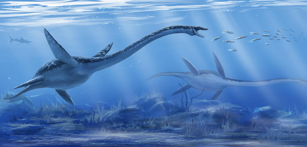Découverte inédite de fossiles de plésiosaures d’eau douce au Maroc