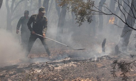 Béni Mellal : Au moins 25 hectares brûlés dans un incendie de forêt