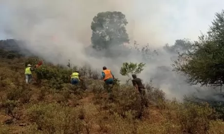 Incendie de forêt à Ouezzan : près de 210 hectares touchés, pas de pertes humaines