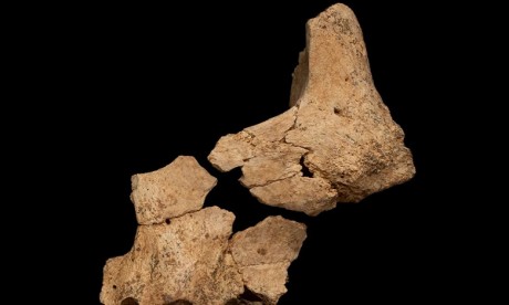 Un fossile humain possiblement le plus vieux d'Europe découvert en Espagne