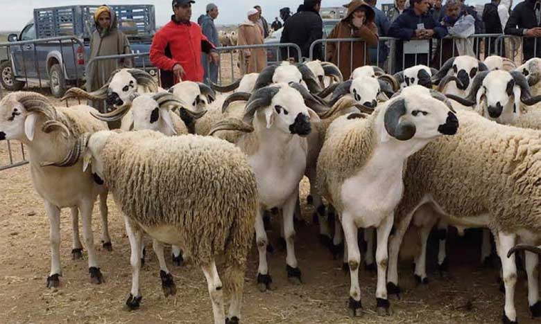 Aid Al Adha : Le prix des moutons entre 2.000 et 4.200 DH en moyenne (Assaar)