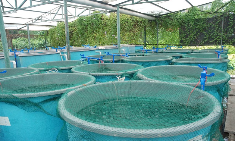 Aquaculture marine à terre : Une quarantaine d’espaces à l’étude dans le sud du Royaume