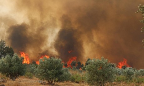 Les feux de forêt multipliés par deux dans le monde en 20 ans (étude)