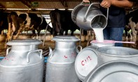 Baisse inquiétante de la production de lait 