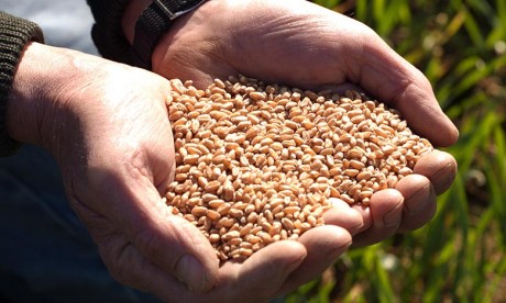 La France a exporté plus d'un million de tonnes de blé  vers le Maroc cet été