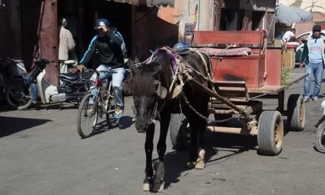 Nabila Rmili veut interdire les charrettes à traction animale à Casablanca