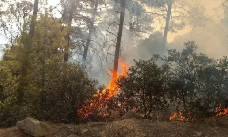 Taounate : incendie dans la forêt de Jbel Lakraa, aucune perte humaine à déplorer