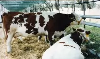 Importation des bovins : la condition du poids supprimée 
