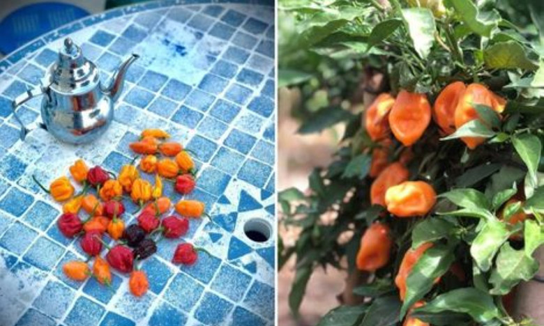 Le habanero marocain peut se faire une place sur le marché international, indique Saleh Halfi, PDG de Mzab hot chili peppers.