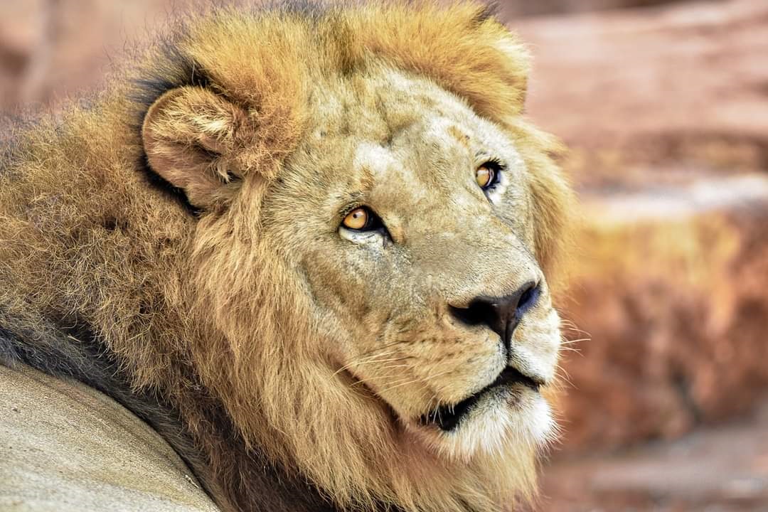 Le Zoo de Rabat fête son 11ème anniversaire et donne des nouvelles des Lions de l'Atlas