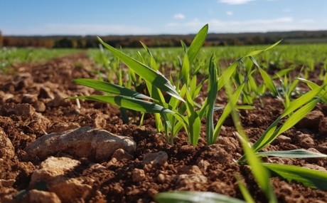 Le Maroc développe de nouvelles variétés de céréales plus tolérantes à la sécheresse