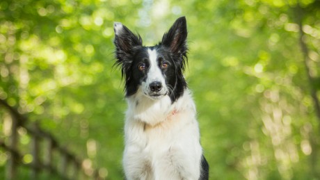 ChatGPT sauve la vie d’une chienne atteinte d’une maladie grave    