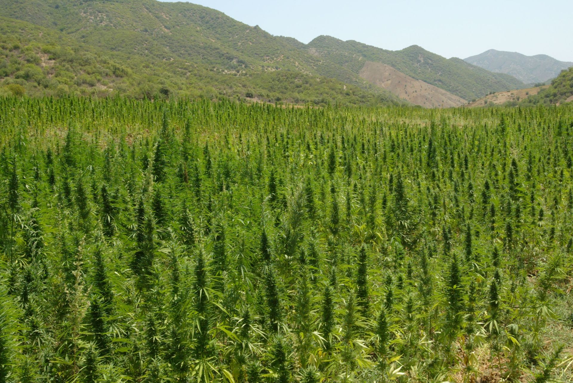 Création d'une unité de transformation de cannabis à Bab Berred  