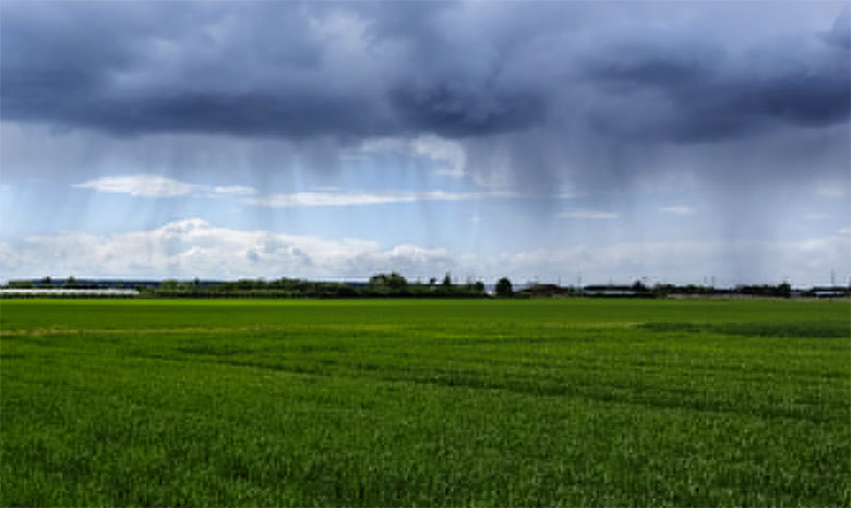 Berrechid : les récentes pluies ravivent les espoirs des agriculteurs