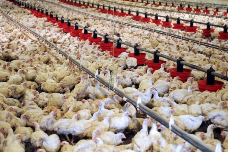 Grippe aviaire : Le Brésil décrète l'état d'urgence sanitaire 