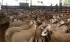 Aïd Al-Adha : attention aux fake news sur le prix des moutons