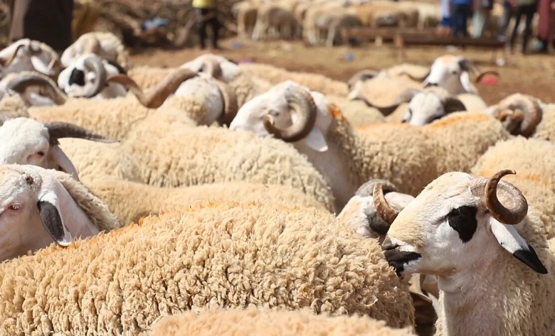 Aid Al Adha : 5,4 millions de têtes d'ovins et de caprins identifiés (Baitas)   
