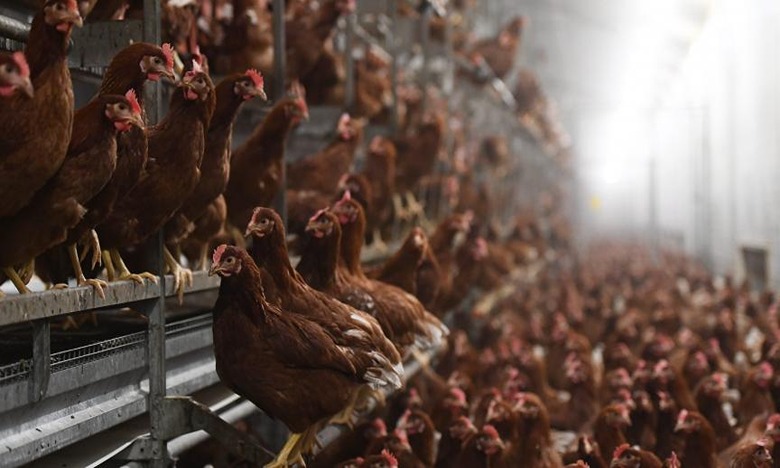La flambée de grippe aviaire chez les animaux, un risque pour les humains (OMS)